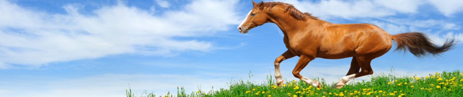 The Elegant Equestrian